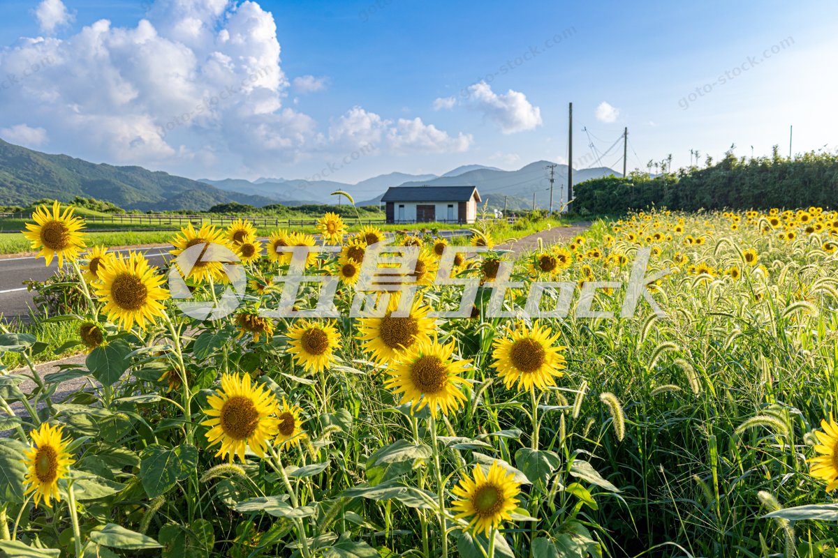 五島列島の夏を彩るひまわり畑と青空の絶景